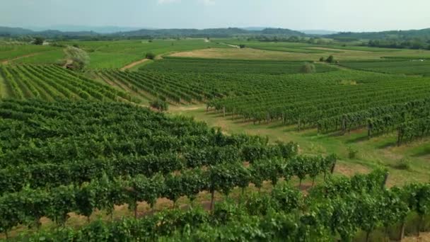 AERIAL: Vliegen over de uitgestrekte wijngaarden in Goriska Brda wijngaarden. — Stockvideo