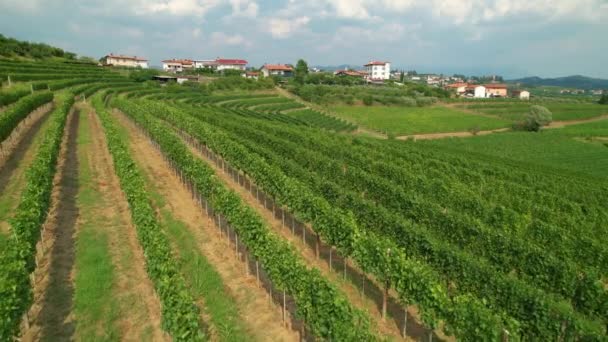 AERIAL: Bergen i en vinregion i Medelhavet är täckta med vinrankor. — Stockvideo