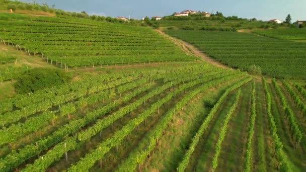 AERIAL: Vliegen over de weelderige groene wijngaarden van Goriska Brda bij zonsondergang. — Stockvideo