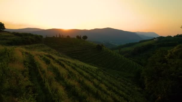 AERIAL: Gouden avondzonnestralen schijnen op de weelderige groene wijngaarden in Slovenië. — Stockvideo