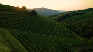 Yaz gündoğumu, resim gibi Akdeniz 'de şarap bölgesini aydınlatıyor..