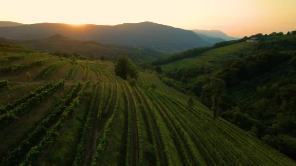 AERIËL: Gouden ochtendzonnestralen schijnen op de groene wijngaarden in Slovenië. — Stockvideo