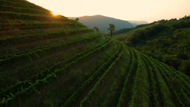 AERIAL: Letní západ slunce osvětluje vinařskou oblast v malebném Středomoří. — Stock video