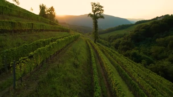 AERIAL: Gouden zomeravond zonnestralen verlichten de pittoreske wijngaarden. — Stockvideo