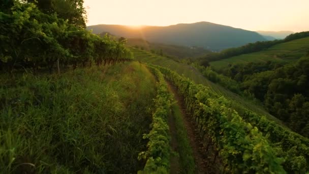 AERIAL: Drone shot van eindeloze rijen wijnstokken in de Middellandse Zee bij zonsopgang — Stockvideo
