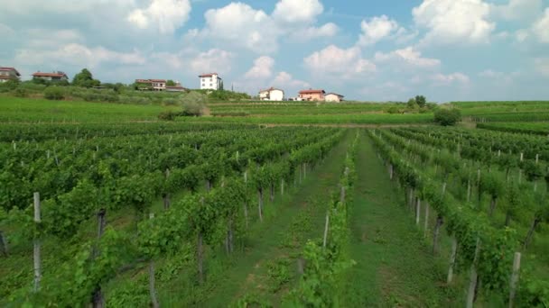 AERIAL: Světle zelené vinné révy zaplňují slavné kopce Goriska Brda, Slovinsko. — Stock video