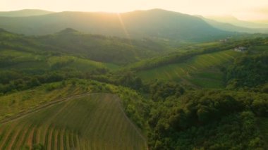 Güneşli bir yaz akşamında cennet şarabı bölgesinin insansız hava aracı bakış açısı.