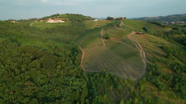 AERIAL: Volando alrededor de los viñedos que cubren la pintoresca región vinícola verde al atardecer. — Vídeo de stock