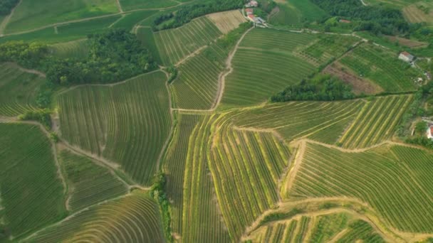 AERIAL: Vliegen hoog boven de groene wijngaarden en onverharde wegen van Goriska Brda. — Stockvideo