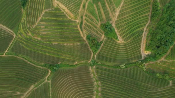 TOP DOWN : Vue aérienne de chemins de terre vides serpentant entre des vignes vertes luxuriantes. — Video