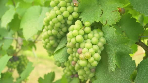 CLOSE UP: Detaljerad bild av en druva i pittoreska vinregionen i Slovenien. — Stockvideo
