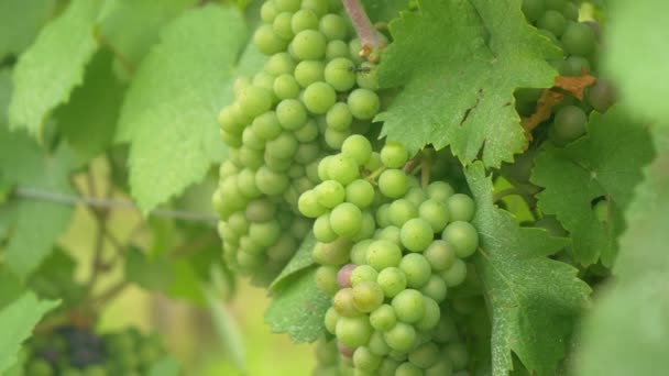 FECHAR-SE: Aglomerados de uvas verdes vibrantes crescem na paisagem rural fértil. — Vídeo de Stock