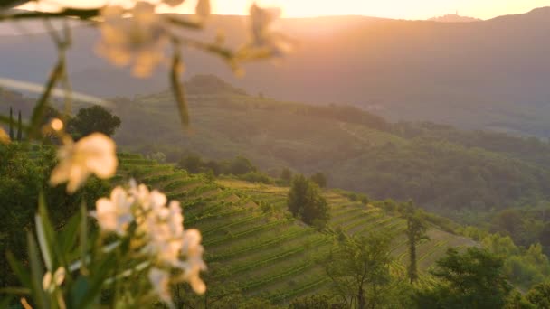 CLOSE UP: Het beroemde Goriska Brda wijnland bij spectaculaire zonsopgang. — Stockvideo