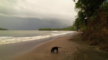 Kara köpeğin üzerinde alçaktan uçmak ve kumlu bir plaja okyanus dalgaları saçmak.