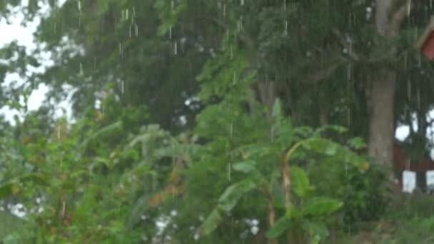 Все еще стреляют, закрываются: большие капли дождя во время облаков с пальмами на заднем плане — стоковое видео