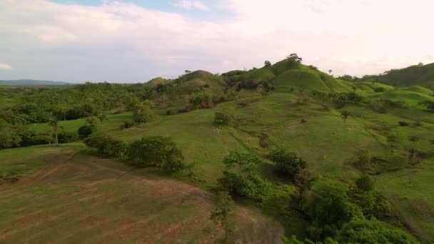 AERIAL: Flying over stunning tropical hilly countryside with grazing cattle — Stock Video