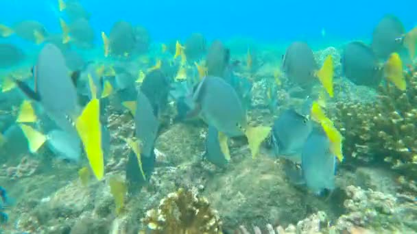 COMPROMISSO: Shoal of razor surgeonfish swimming in tropical reef ecosystem — Vídeo de Stock