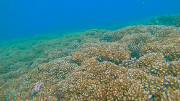 COMPROMISSO: Panorâmica da textura dos recifes tropicais e branqueamento de corais — Vídeo de Stock