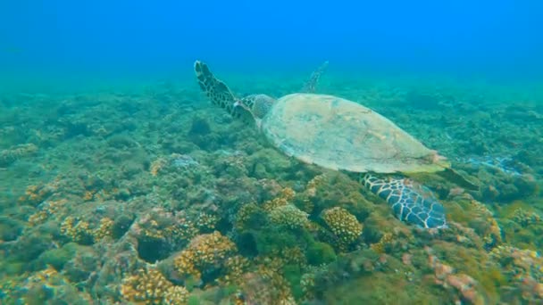 Hotad Hawksbill havssköldpadda simmar i tropiska korallrev — Stockvideo