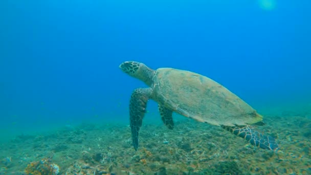AGUA SUPERIOR: Tortuga carey en peligro de extinción nadando en arrecife de coral tropical — Vídeo de stock