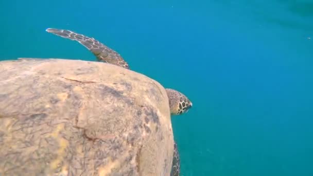 AGUA UNDERWATER: Tortuga carey en peligro de extinción nadando en hábitat natural — Vídeo de stock