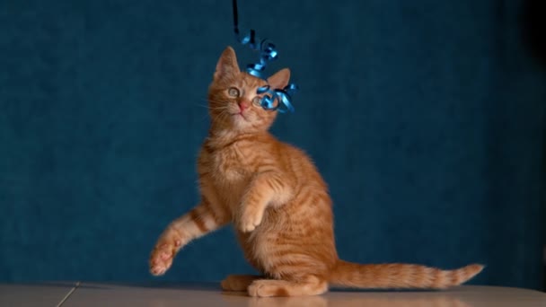 Ginger barevné tabby kotě je škádlil jeho majitel s washi páskou. — Stock video