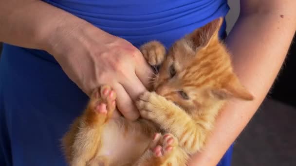 Uzavřít nahoru kočka playfighting s nepoznatelnou ženou, zatímco ležel v jejím klíně — Stock video