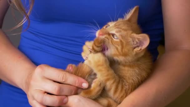 FECHAR UP: O proprietário fêmea provocando o gato bebê peludo de gengibre com sua própria cauda. — Vídeo de Stock