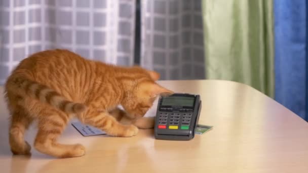 CLOSE UP: помаранчевий таббі кошеня грає з кредитними картками та платіжним терміналом . — стокове відео