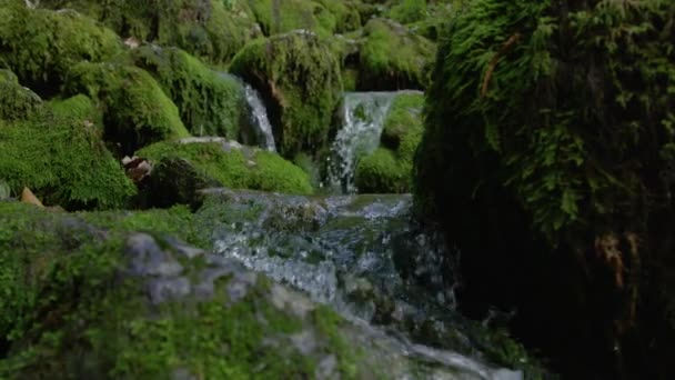 ЗАКРЫТЬ Идиллический вид на ручей, стекающий по покрытому мхом руслу реки — стоковое видео