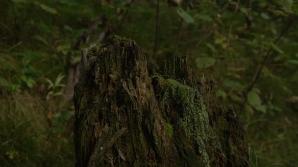 CLOSE UP: tembakan rinci pohon ek berlumut membusuk di jantung hutan gelap — Stok Video