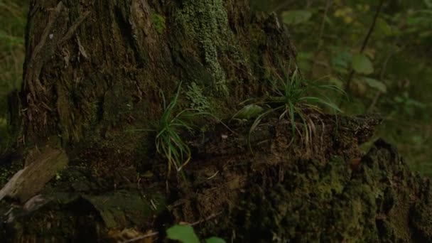 Het puin van een oude omgevallen boom rot weg in een donker bos.. — Stockvideo