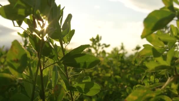 CHIUSURA: Raggi di sole autunnali dorati brillano sulle colture verdi ondeggianti nella brezza. — Video Stock