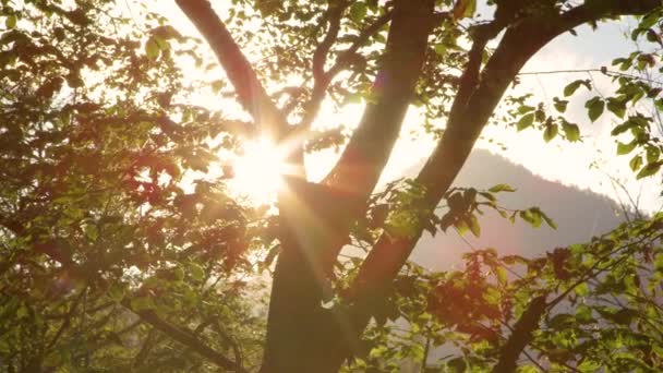 HANDHELD: Fotografia pitoresca de raios de sol à noite brilhando em uma grande árvore caduca — Vídeo de Stock