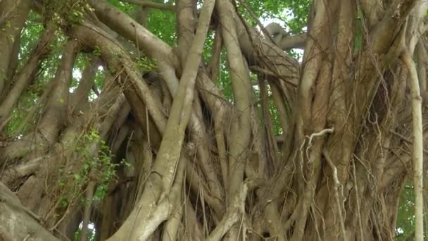 Kleinere Wijnstokken Klimmen Een Historische Banyanboom Midden Een Tropische Jungle — Stockvideo