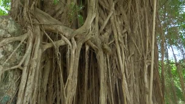 閉じる 奇妙な図は パナマの熱帯雨林の中心部の他の木々の上に上昇します 小さなブドウの歴史的なガジュマルの木を登る 壮大な緑の古代の木パナマジャングル — ストック動画