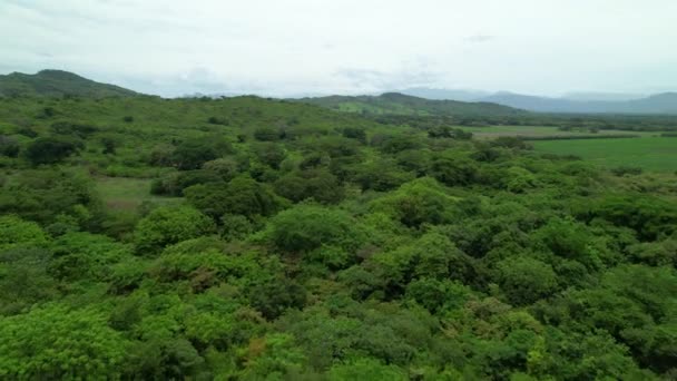 Aerial Flying Över Frodiga Lövverk Den Tropiska Regnskogen Panama Molnig — Stockvideo