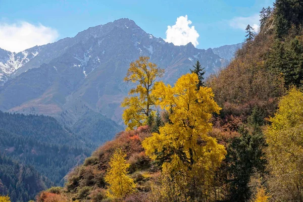 Drone Veduta Pittoresca Della Foresta Colorata Autunnale Che Conduce Una — Foto Stock