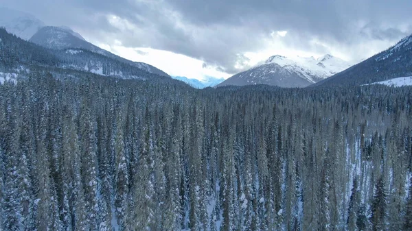 AERIAL: Flying over a massive snowy coniferous forest on a cloudy winter day. Spectacular drone shot of snow covered spruce woods covering the wintry wilderness in Alberta, Canada. Winter wonderland