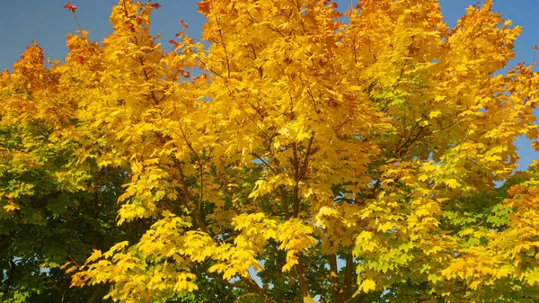 Zamknij Piękne Ujęcie Wierzchołków Drzew Zmieniających Kolory Słoneczny Jesienny Dzień — Zdjęcie stockowe