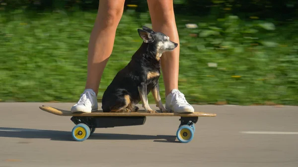 Close Low Angle Чарівна Старша Собака Сидить Електричному Скейті Круїзи — стокове фото