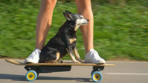 Low Angle Close Cute Miniature Pinscher Puppy Enjoys Scenic Skateboard — Φωτογραφία Αρχείου