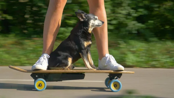 Close Low Angle Senior Miniature Pinscher Enjoys Electric Skateboard Ride — Stock Photo, Image