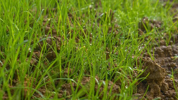 Macro Dof 輝く水滴は 肥沃な土壌から発芽した草の鮮やかな緑色のブレードを覆います 大雨の夜の後 土から出てくる草の芽を閉じます — ストック写真
