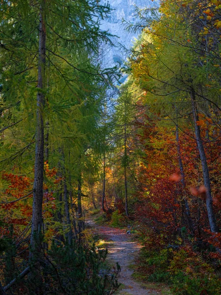 Vertical Sendero Trekking Escénico Cruza Bosques Idílicos Kranjska Gora Cambiando — Foto de Stock