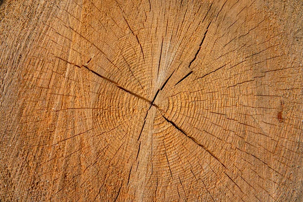 Close Dof Detailed View Cracked Log Middle Stack Sawmill Sunny — ストック写真