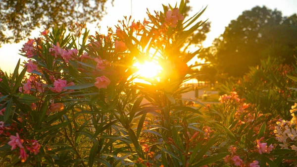 Close Lens Flare Dof Golden Summer Evening Sunbeams Shine Blomstrande — Stockfoto