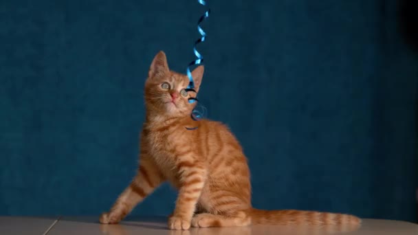 Slow Motion Close Adorable Furry Ginger Colored Tabby Kitten Teased — Stock Video