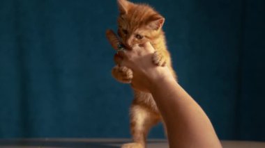 Çalkantılı küçük tekir kedicik, oyun saatleri sırasında bayan sahibinin elini ısırır. Zencefilli yavru bir kedinin keskin pençelerini ve dişlerini bir kadınla oynarken kullanması hoş bir poz..