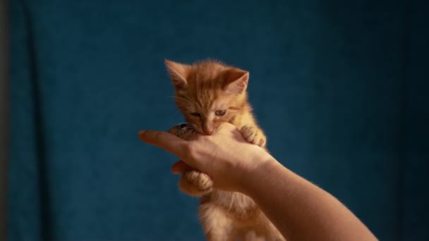 慢动作 在与女人玩耍时 用锋利的小爪子和牙齿向一只生姜的小猫咪射击 活泼的小胖乎乎的小猫在玩耍的时候咬着它的女主人的手 — 图库视频影像